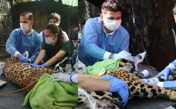 在哥伦比亚对美洲豹进行兽用超声检查