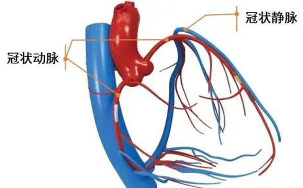 冠状动脉