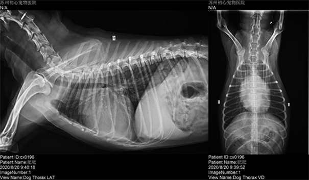 患犬DR影像