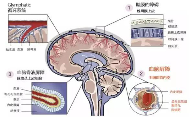 血脑屏障在大脑中的位置
