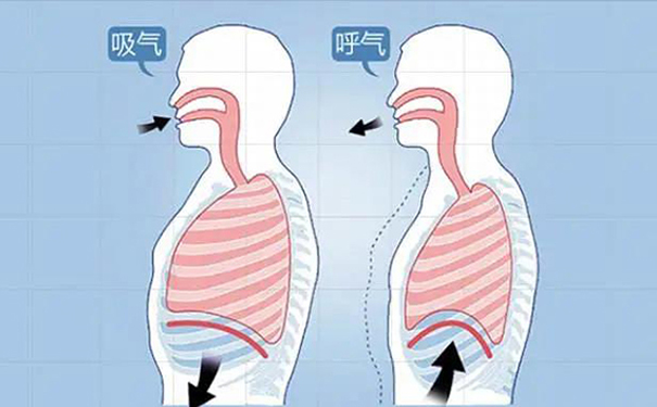 膈肌运动